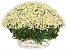 Цветочная композиция из Ромашки в корзине #REPLACE_PRED# Спицевке